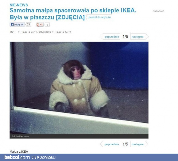 Małpa spacerowała po sklepie IKEA