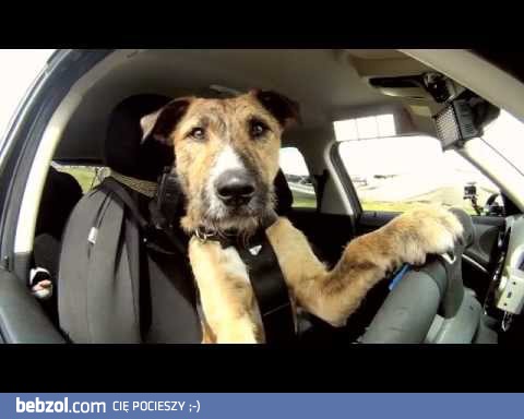 Pierwszy pies, który prowadzi samochód
