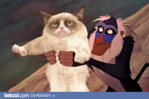 Kotek nie jest pod wrażeniem