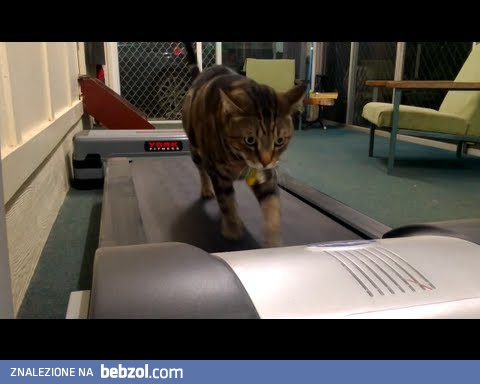 Kocie wpadki na bieżni