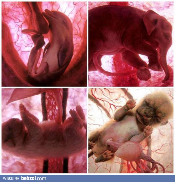 Zwierzątka przed urodzeniem