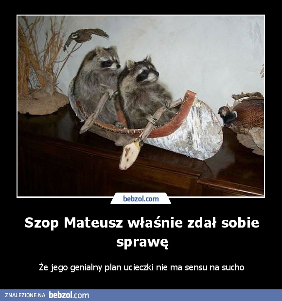 Szop Mateusz właśnie zdał sobie sprawę