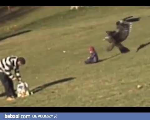 Orzeł chciał porwać dziecko