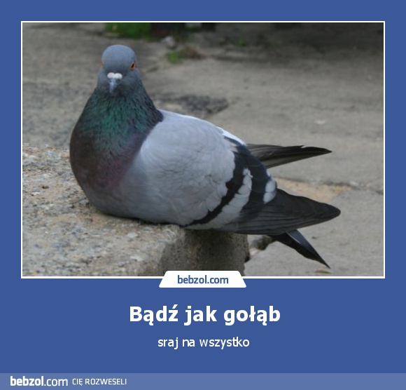 Bądź jak gołąb