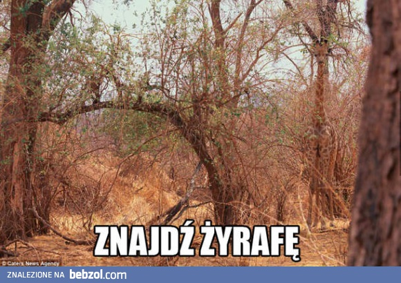 Znajdź żyrafę