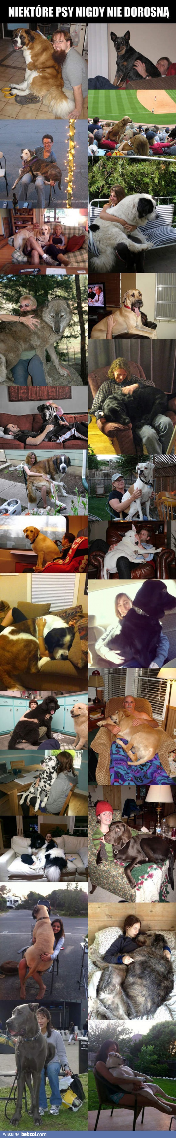 Niektóre psy nigdy nie dorosną