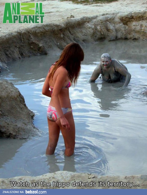 Hipopotam broni swojego terytorium