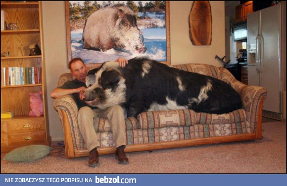 Takie tam z moim zwierzaczkiem