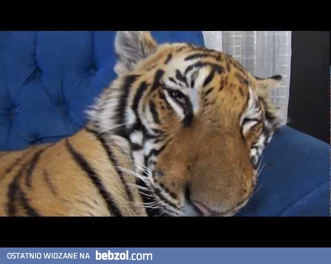 Enzo - Tygrys domowy