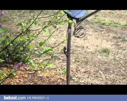 Pierwszy raz małego dzięcioła