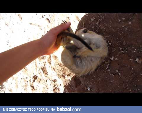 Czochranie uroczej surykatki