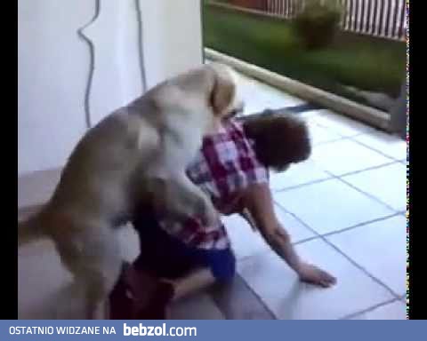 Prawdziwy pies na baby