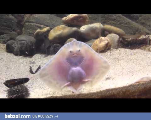 Kompilacja dziwnych a czasem i niezwykłych rzeczy