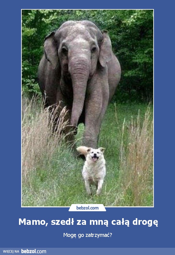 Mamo, szedł za mną całą drogę