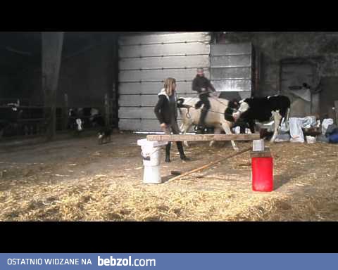 Nauczyła byka skakać przez przeszkody