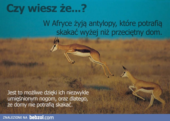 Czy wiesz, że w Afryce żyją antylopy które...
