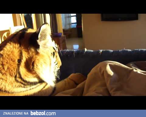 Pobudka z tygrysem w łóżku