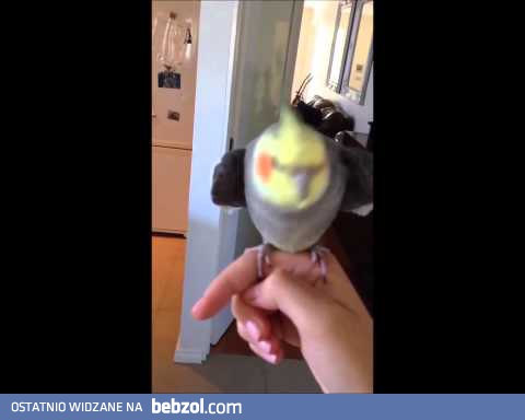 Papuga śpiewa dubstep ! ! 