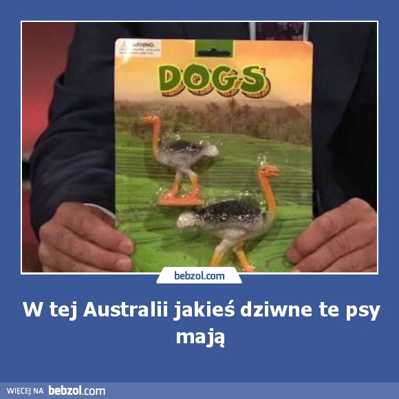 W tej Australii jakieś dziwne te psy mają