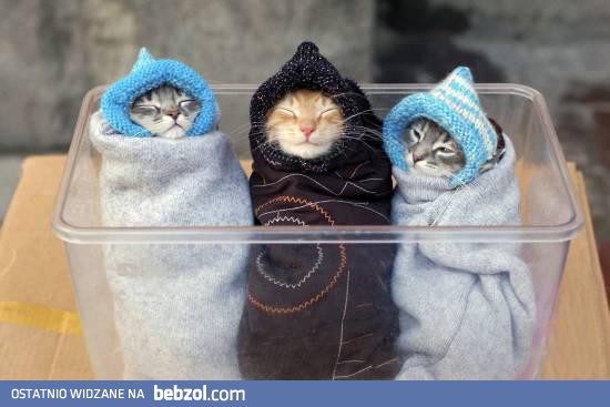 Wszyscy kochają kotki