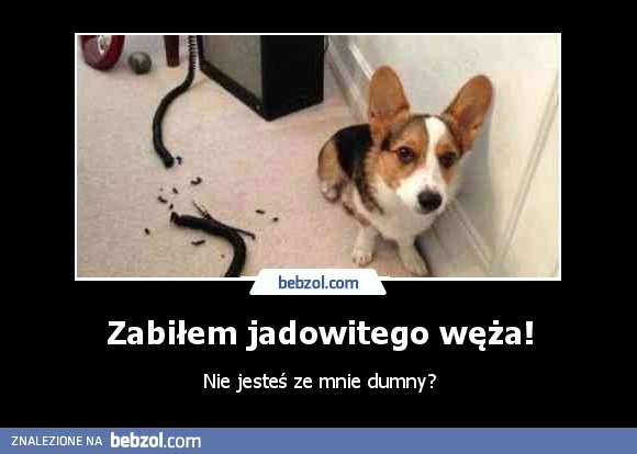 Zabiłem jadowitego węża!