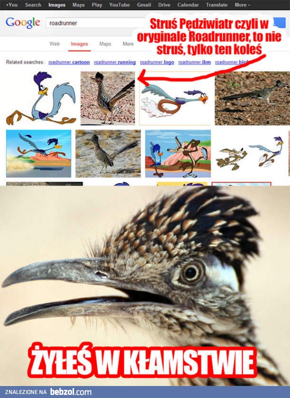 Struś pędziwiatr - żyłeś w kłamstwie!