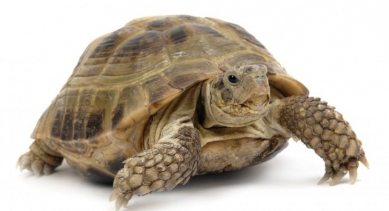 Zgubili ukochanego żółwia, żył w schowku 30 lat