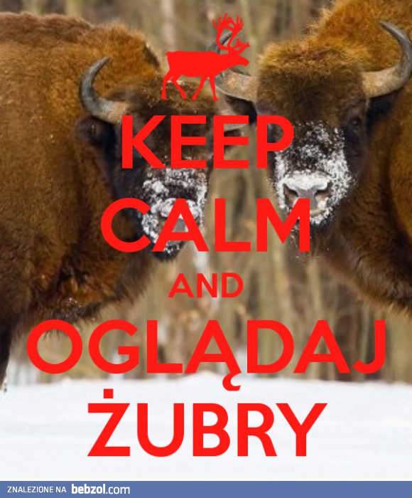 Keep calm and oglądaj żubry!