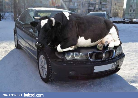 Jakaś krowa zastawiła mi samochód!