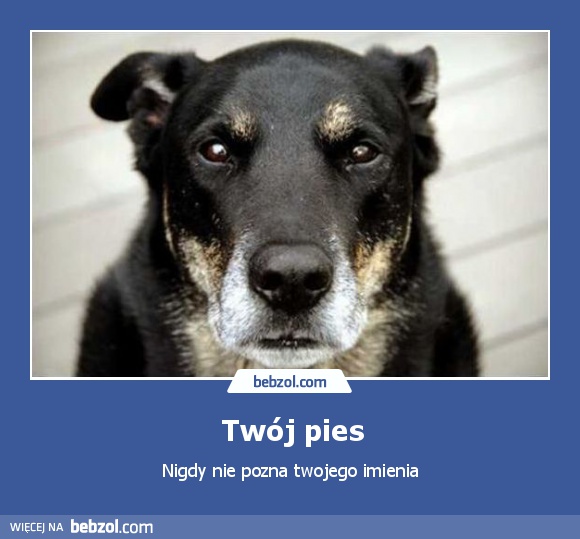 Twój pies