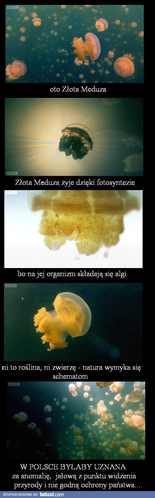 Meduza