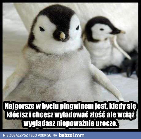 Najgorsze w byciu pingwinem jest to, że...