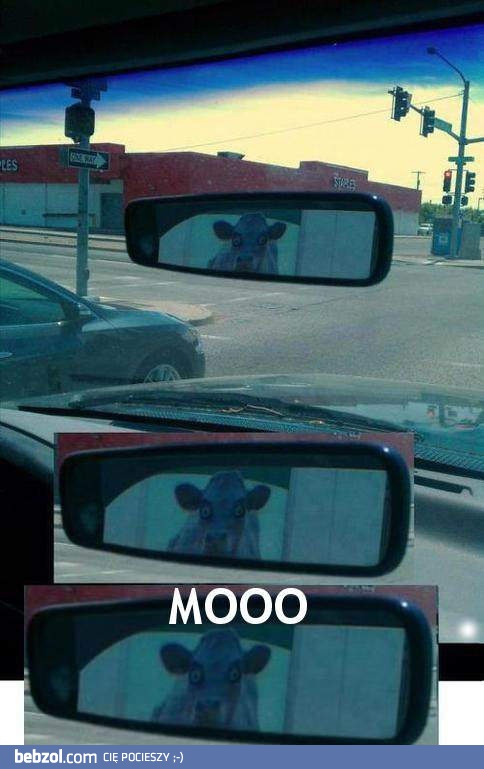 Pościg szalonej krowy