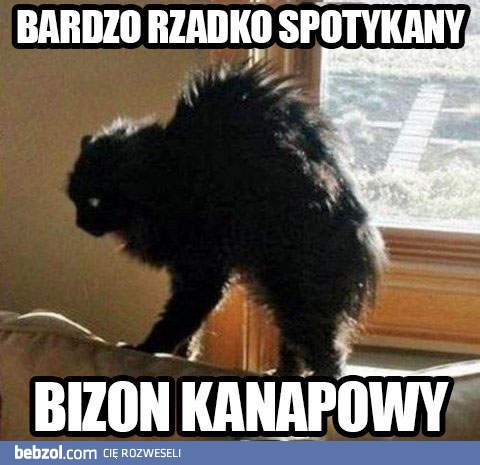 Rzadko spotykany zwierzak