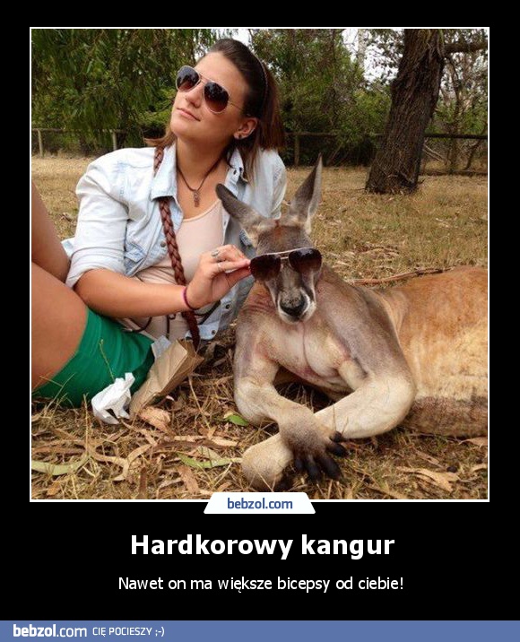 Hardkorowy kangur