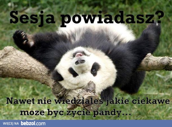 Życie pandy