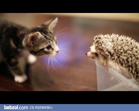 Kotek spotyka jeżyka