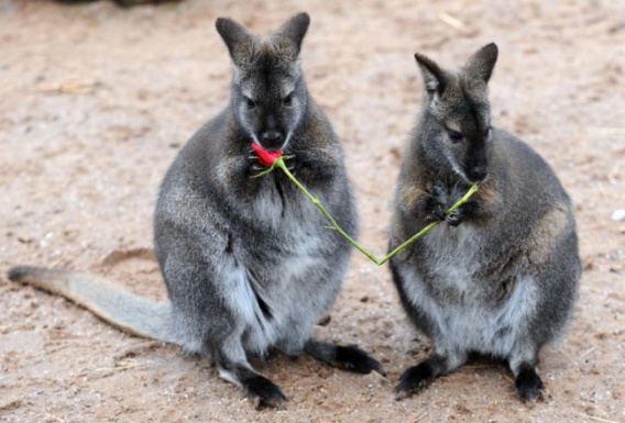 Najsłodsze zwierzęce zdjęcia na Walentynki