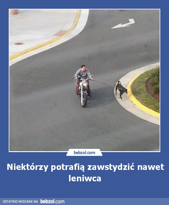 Niektórzy potrafią zawstydzić nawet leniwca