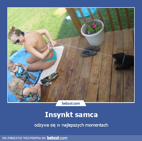 Insynkt samca