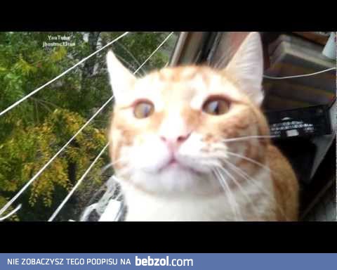 Zombie cat / Sesja wymiany informacji / Cat Spy