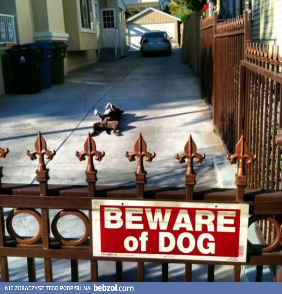 Uwaga, groźny pies!