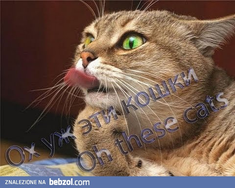 Super film - Ach, te koty