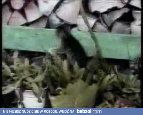 Najśmieszniejsze kotki