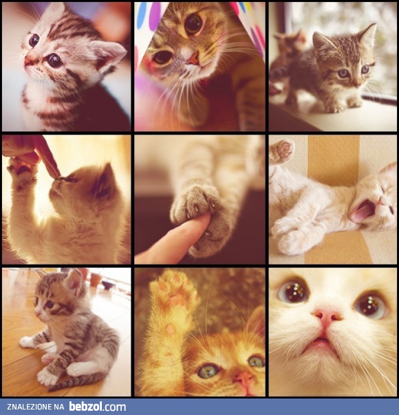 Cats