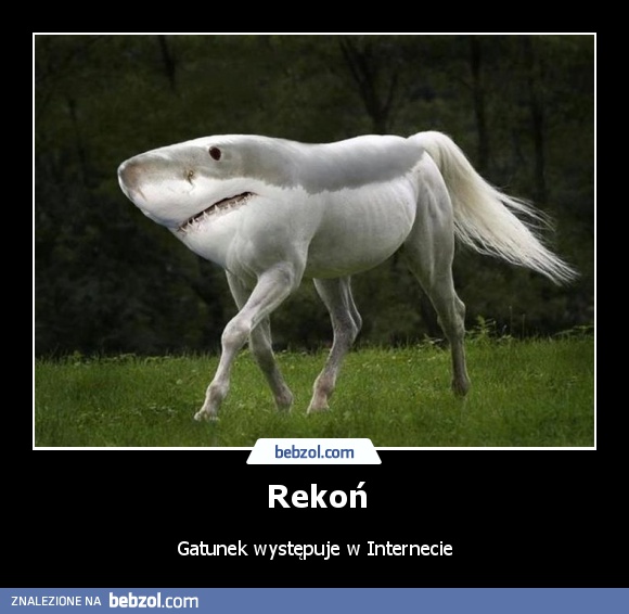 Rekoń