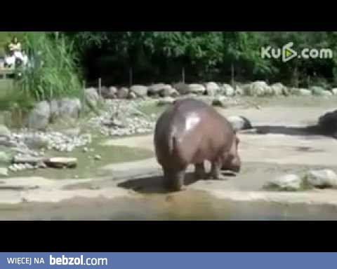 Zabawny hipopotam