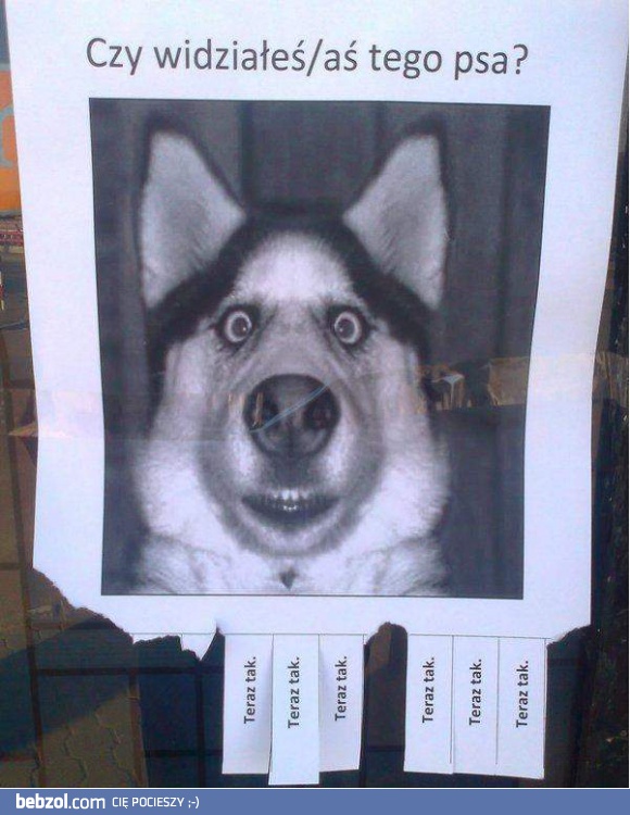 Widziałeś/aś tego psa?