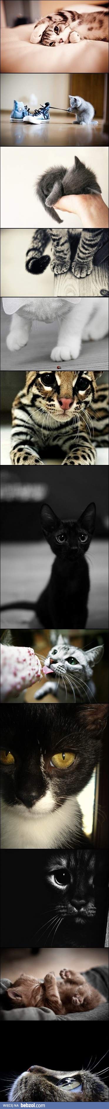 Cats