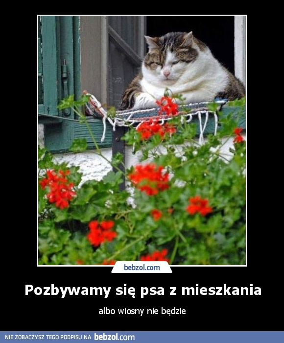 Pozbywamy się psa z mieszkania
